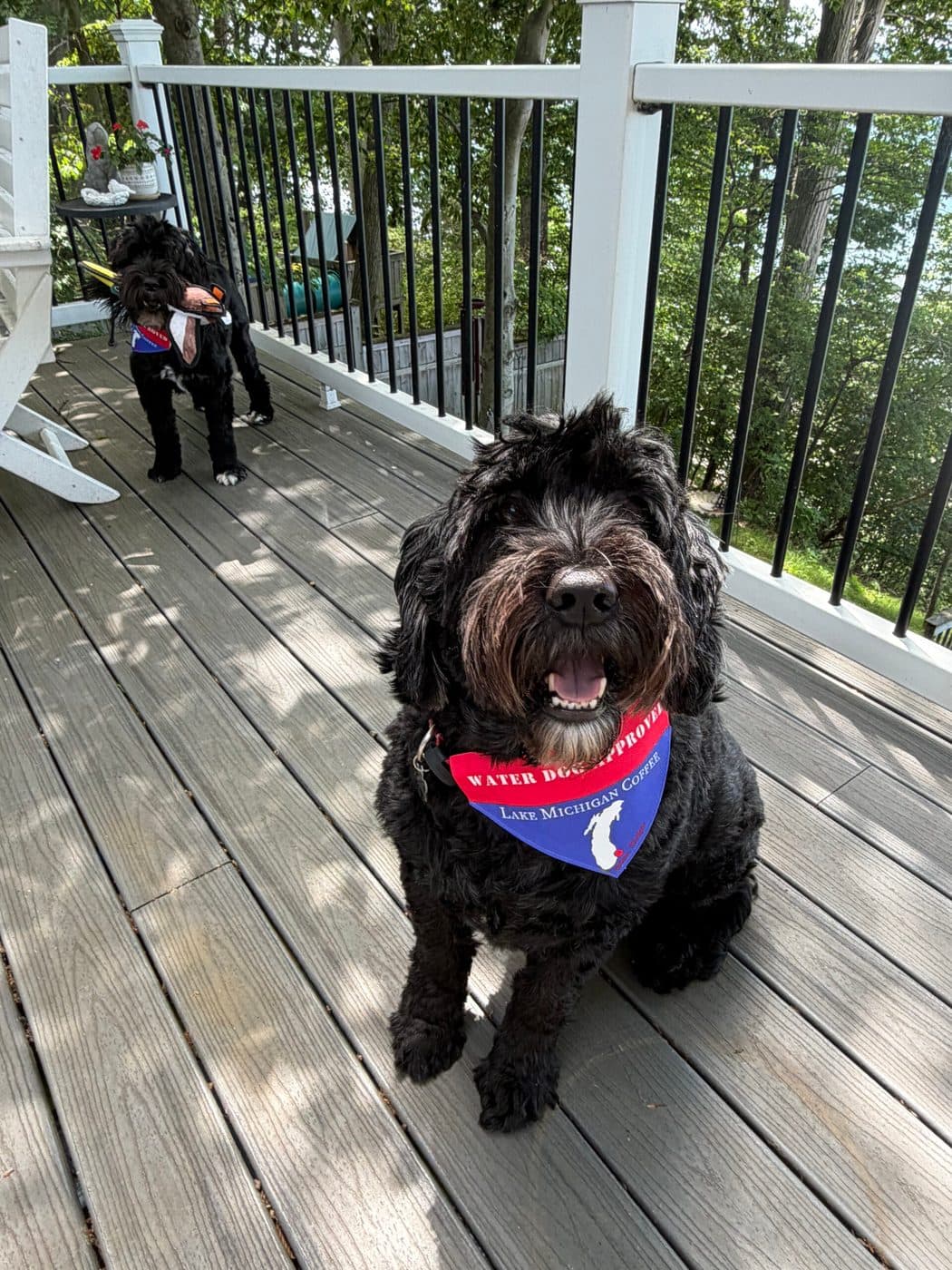 Red, white, and blue Lake Michigan Coffee dog bandana
